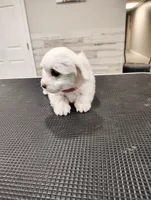 Lulu, a female Maltese for sale in Orlando, FL – 4 of 5