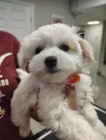 Orange, a female Maltipoo for sale in Altamonte Springs, FL – Photo 2 of 2