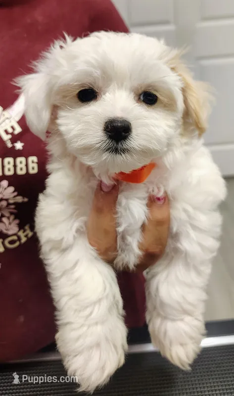 Orange – Maltipoo puppy for sale in Altamonte Springs, FL
