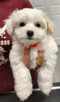 Orange, a female Maltipoo for sale in Altamonte Springs, FL – Photo 1 of 2