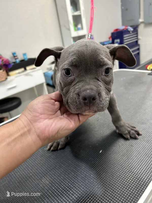 Blue – American Bully puppy for sale in Altamonte Springs, FL