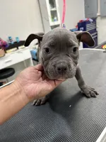 Blue, a male American Bully for sale in Altamonte Springs, FL – 1 of 2