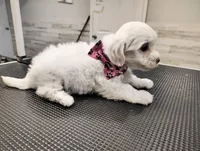 Lulu, a female Maltese for sale in Orlando, FL – 5 of 5