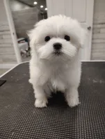 Snow, a female Maltese for sale in Altamonte Springs, FL – Photo 4 of 5