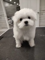 Snow, a female Maltese for sale in Altamonte Springs, FL – Photo 3 of 5