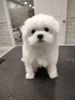 Snow, a female Maltese for sale in Altamonte Springs, FL – Photo 2 of 5