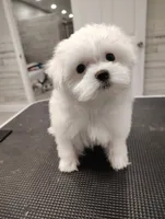 Snow, a female Maltese for sale in Altamonte Springs, FL – Photo 5 of 5