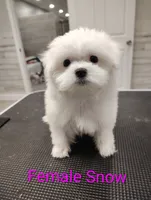 Snow, a female Maltese for sale in Altamonte Springs, FL – Photo 1 of 5