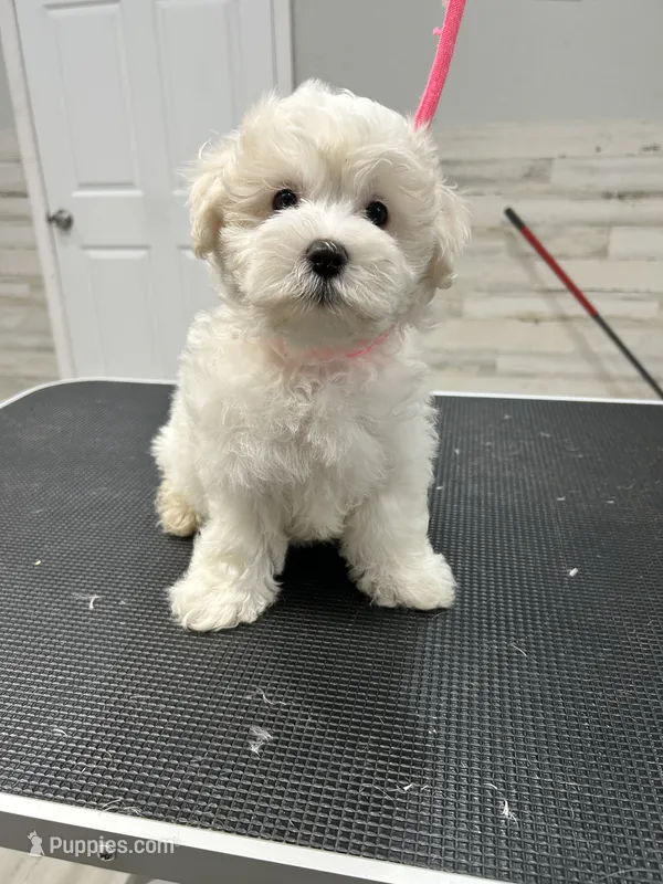 Mochi – Maltese puppy for sale in Altamonte Springs, FL