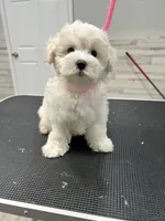 Mochi, a male Maltese for sale in Altamonte Springs, FL – 1 of 2