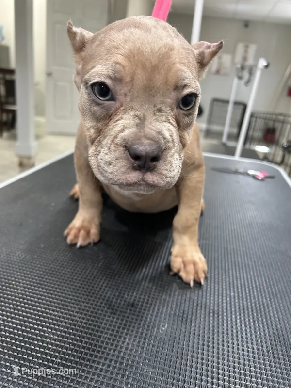 Rose – American Bully puppy for sale in Altamonte Springs, FL