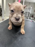 Rose, a female American Bully for sale in Altamonte Springs, FL – 1 of 2