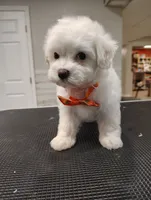 Chewbarka, a male Maltipoo for sale in Orlando, FL – 1 of 2