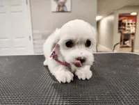 Lulu, a female Maltese for sale in Orlando, FL – 2 of 5