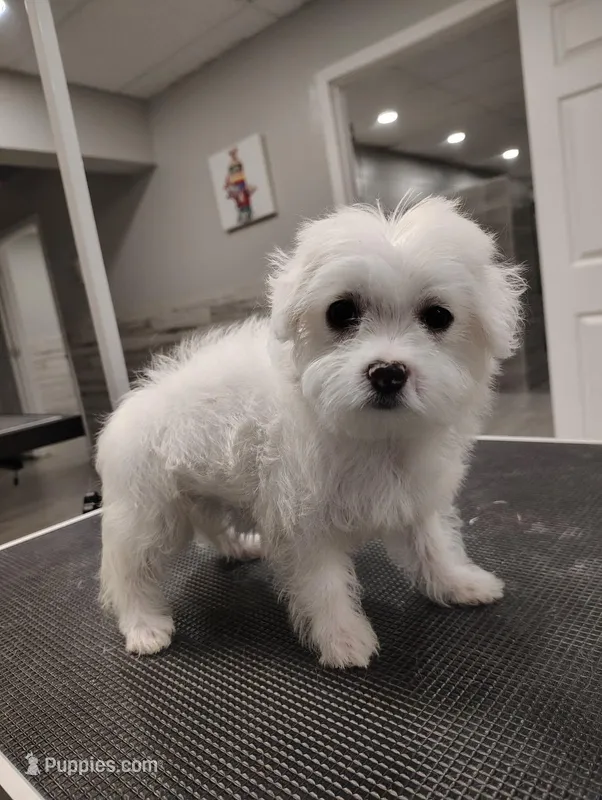 LIME – Maltipoo, Maltese puppy for sale in Altamonte Springs, FL