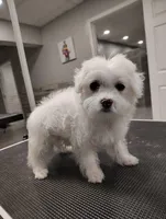 LIME, a male Maltipoo and Maltese for sale in Altamonte Springs, FL – Photo 1 of 3