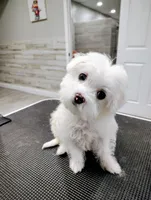 LIME, a male Maltipoo and Maltese for sale in Altamonte Springs, FL – Photo 3 of 3