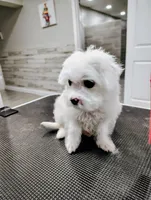 LIME, a male Maltipoo and Maltese for sale in Altamonte Springs, FL – Photo 2 of 3