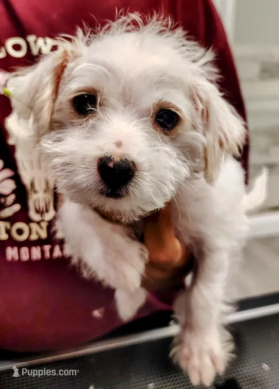 LIME – Maltipoo puppy for sale in Altamonte Springs, FL