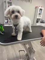 Biscuit, a male Maltese for sale in Orlando, FL – 3 of 3