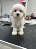 Daisy, a female Maltese for sale in Altamonte Springs, FL – 2 of 3