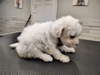 Tater Tot, a male Maltipoo for sale in Orlando, FL – 5 of 5