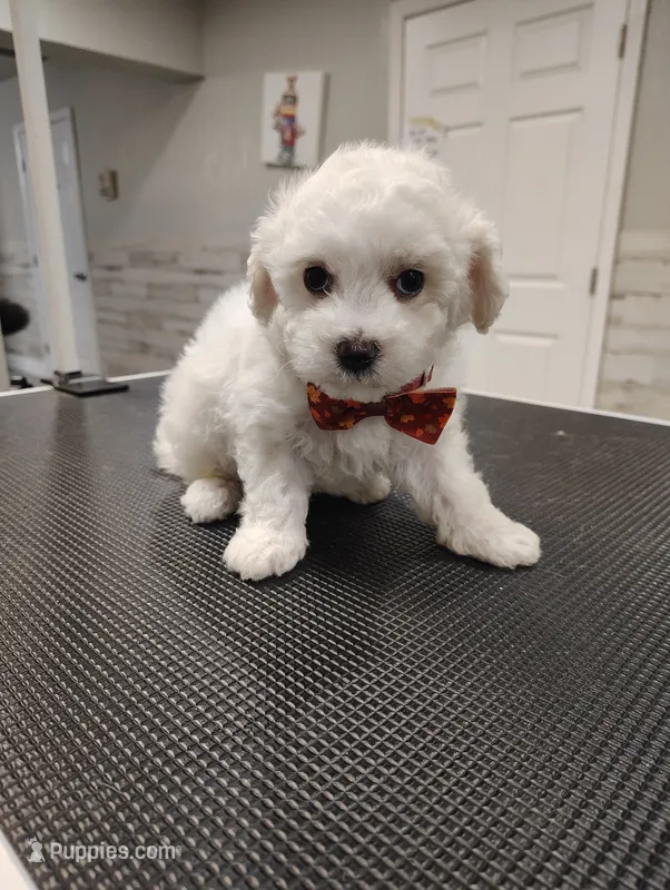 Tater Tot – Maltipoo puppy for sale in Orlando, FL