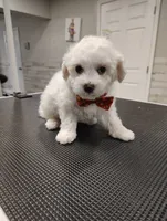 Tater Tot, a male Maltipoo for sale in Orlando, FL – 1 of 5