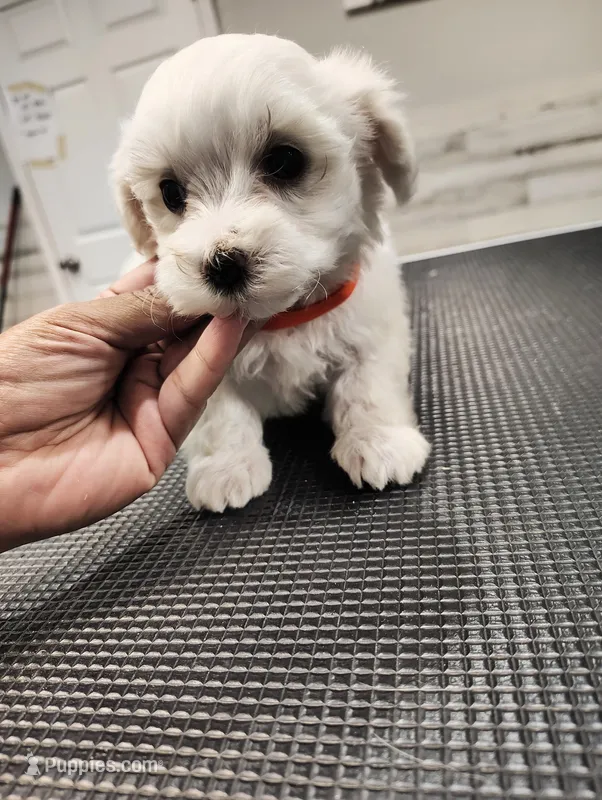 Milo – Maltese puppy for sale in Orlando, FL