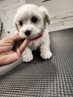 Milo, a male Maltese for sale in Orlando, FL – 1 of 3