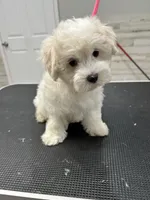 Bella, a female Maltese for sale in Altamonte Springs, FL – 2 of 3