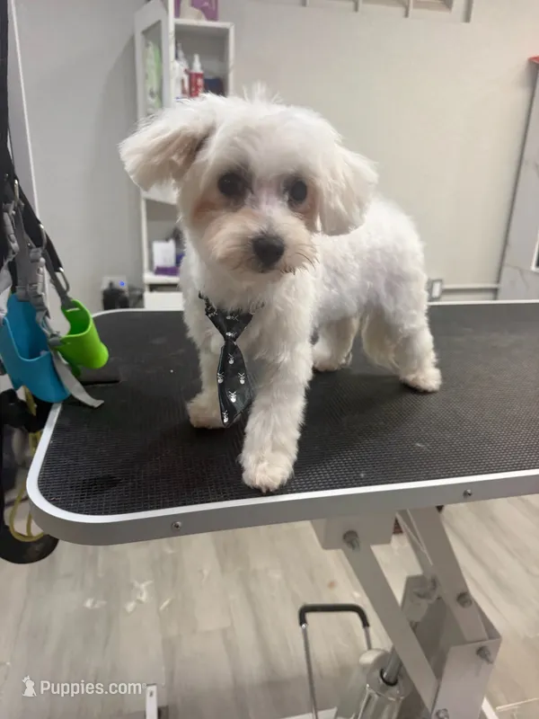 Biscuit – Maltese puppy for sale in Orlando, FL