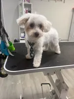 Biscuit, a male Maltese for sale in Orlando, FL – 1 of 3