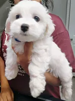 Blue, a male Maltese for sale in Altamonte Springs, FL – Photo 1 of 2