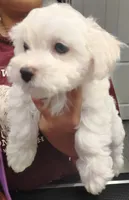 Blue, a male Maltese for sale in Altamonte Springs, FL – Photo 2 of 2