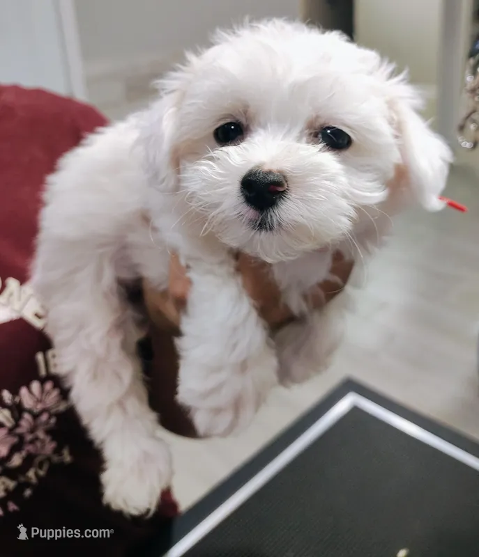 Red – Maltese puppy on hold in Altamonte Springs, FL
