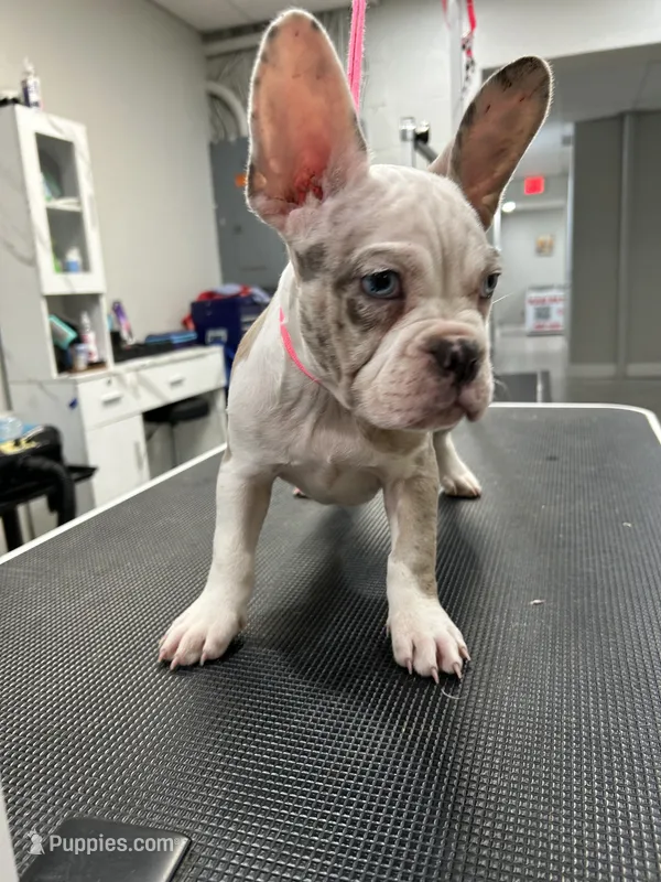 Dottie – French Bulldog, American Bully puppy for sale in Altamonte Springs, FL
