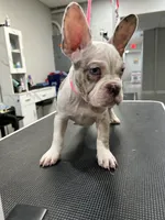 Dottie, a male French Bulldog and American Bully for sale in Altamonte Springs, FL – 1 of 3