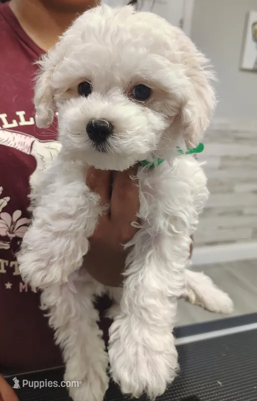 Dark Green – Maltipoo puppy for sale in Altamonte Springs, FL