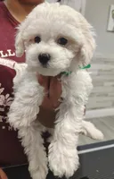 Dark Green, a male Maltipoo for sale in Altamonte Springs, FL – Photo 1 of 2