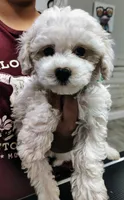 Dark Green, a male Maltipoo for sale in Altamonte Springs, FL – Photo 2 of 2