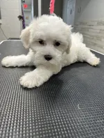 Daisy, a female Maltese for sale in Altamonte Springs, FL – 3 of 3