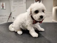 Tater Tot, a male Maltipoo for sale in Orlando, FL – 3 of 5