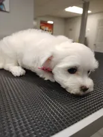 Daisy, a female Maltese for sale in Orlando, FL – 3 of 4