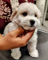 Green, a male Maltipoo for sale in Altamonte Springs, FL – Photo 2 of 2