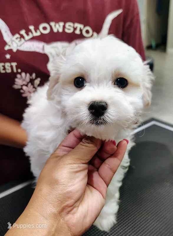 Green – Maltipoo puppy for sale in Altamonte Springs, FL
