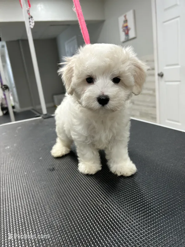 Teddy – Maltese puppy for sale in Altamonte Springs, FL