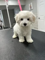 Teddy, a male Maltese for sale in Altamonte Springs, FL – 1 of 3