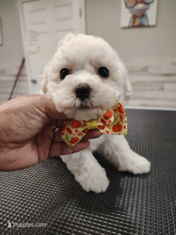 Sir Wiggles – Maltipoo puppy for sale in Orlando, FL