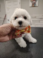 Sir Wiggles, a male Maltipoo for sale in Orlando, FL – 2 of 3